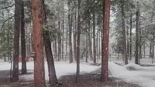 ️ The First Snow of the Season in Pinetop-Lakeside ️| Arizona Urban Farms in Lakeside, AZ