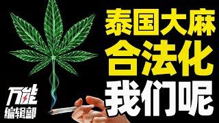 泰国大麻合法化，对中国会有什么影响？中国会开放大麻给经济补血吗丨万能编辑部