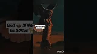 #nature #great #revenger #eagle #lifting_up #leopard #lovely #youtube #crew #ytshorts