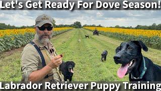 Let's Get Ready For Dove Season! | Labrador Retriever Puppy Training Session