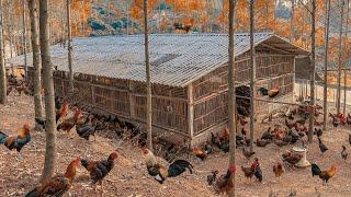 How to raise 2000 chickens in the mountains | Poetic chicken farm