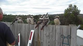 Kookaburras Laughing