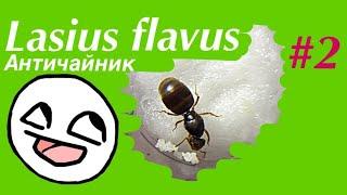 Lasius flavus #2 Античайник