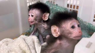 this new baby monkey is so skinny