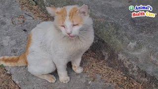 Please give us your leftovers! Poor cats cry to beg for help on street