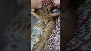 Cutest serval kitten in the world!