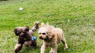 Flirt pole  madness ensues as Charley and Bindi dash and dive for a chewy reward!