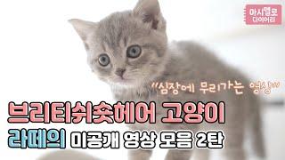 브리티쉬숏헤어 고양이 라떼의 미공개 영상 모음 2탄 (심장에 무리가는 영상)/British shorthair cat baby video