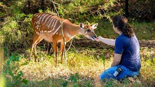 UNTAMED SCIENCE: Animal Training