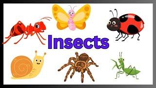Insects Name in English for kids |@JashWinTV