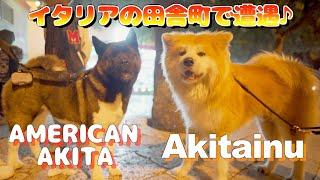 Akita Inu  and American Akita  met in Italy .