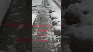 что за мистика? птички не велички)