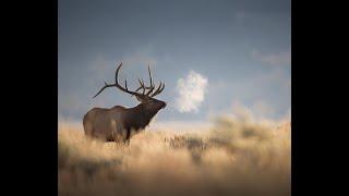 Canon R5 - A wildlife photography review