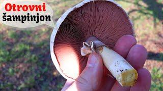 Otrovni Šampinjon - 30 na jednom mjestu - Lat. Agaricus Xanthodermus