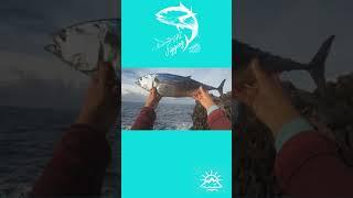 Ловля тунца в Черногории с берега. Тунец 2,5 кг #shorts video atlantic tuna