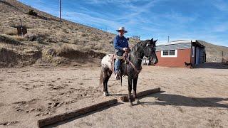 Schooling a Worried Horse in the Missing Link Snaffle