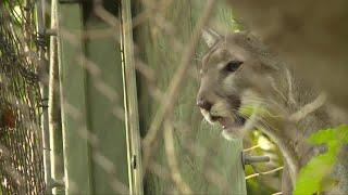 Save the Florida Panther Day encourages, celebrates local conservation efforts