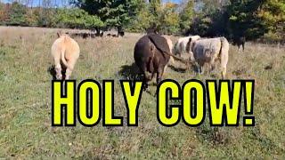 HOLY COW! | We Found A PIRATE Metal Detecting!