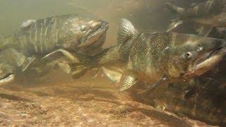 Salmon And Trout Hatchery Documentary