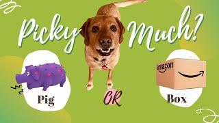 Is my TALKING DOG this PICKY?   #talkingdog #smartdog #cutedog