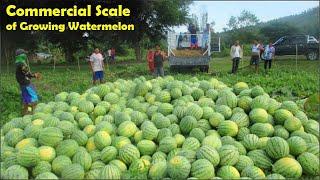 Paano magtanim ng Pakwan/Watermelon part 1. (Land Prep+Planting+Irrigation+Fertilization Guide)