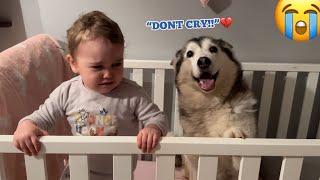 The Best Way To Stop Your Baby Crying!. Bring Your Husky In!. [CUTEST REACTION EVER!!]