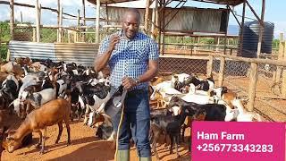 How to be successful in goat farming by hamiisi semanda  +256773343283