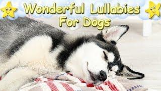 Soothing Relaxing Sleep Music For Husky Puppies  Calm Relax Your Dog  Lullaby For Dogs Dog Music