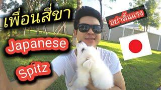 Japanese spitz น้องหมาตัวเล็กที่ใจใหญ่พร้อมปกป้องเจ้าของ Ep.19#Japanesespitz