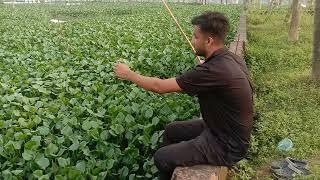 Village boy catching fish  hook fish video in village 2024