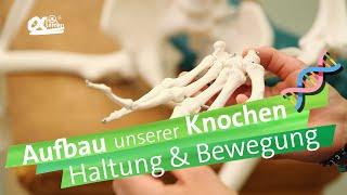 Knochen - Haltung und Bewegung | alpha Lernen erklärt Biologie