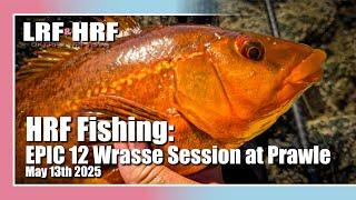 Wrasse Fishing: Epic 12 Wrasse Session at Prawle Point
