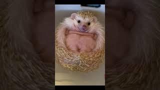 Chubby Cute Hedgehog Bathes #Shorts