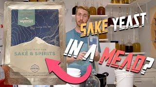 Can Sake Yeast Make a Good Mead?!