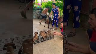 ️️️ Malinois training dog #malinois #becgie#germanshepherd #chó #pets #dog🫣
