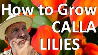 Tropical Gardens UK: How to Plant and Grow Calla Lilies