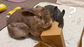 Watch How Cute Bunnies Share a Christmas Gift! 