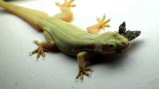 Lizard eating Butterfly Close Up Zoom Video - House Gecko Chipkali