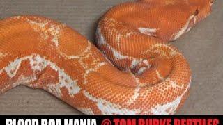 Blood Boa Mania at Tom Burke Reptiles