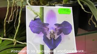 Снова в магазине "Орхидеи мира"! Высылают орхидеи редких видов и сортов НЕ ТОЛЬКО по Украине!!!!