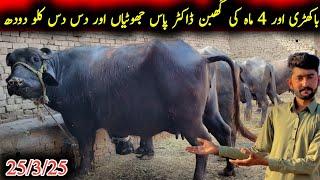 4 bakhri or 4 maah ki ghabban jhotiyan for sale|نورشاہ کی باکھڑی اور گھبن جھوٹیاں|Earn from buffalo