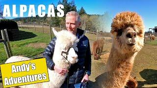 Alpaca Farm in Sherwood, Oregon (Andy's Adventures)