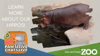 Learn more about our hippos!