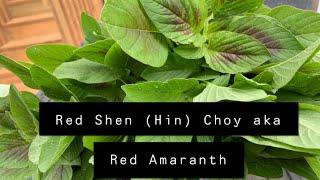 Chinese Stir Fried Shen (Hin) Choy aka Red Amaranth STIR FRY Recipe | FullHappyBelly