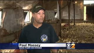 End Of An Era For Long Island Duck Farm