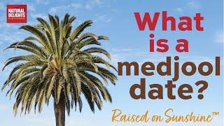 What is a Medjool Date? - Welcome to Natural Delights