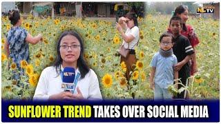 SUNFLOWER TREND TAKES OVER SOCIAL MEDIA