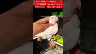 MASHAALLAH! albino lovebird Male | Albino split lovebird