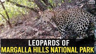 Leopards of Margalla Hills National Park | Samaa Tv | 24 September 2022