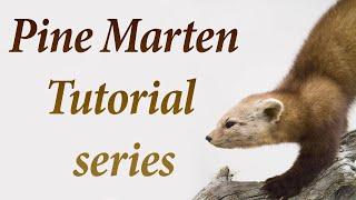 Learn Taxidermy Small Mammals.. ...Pine Marten Tutorial.